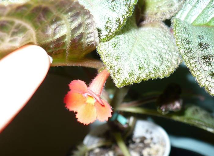 P1100767 - Episcia 2009 - 2010 - 2012 - 2014