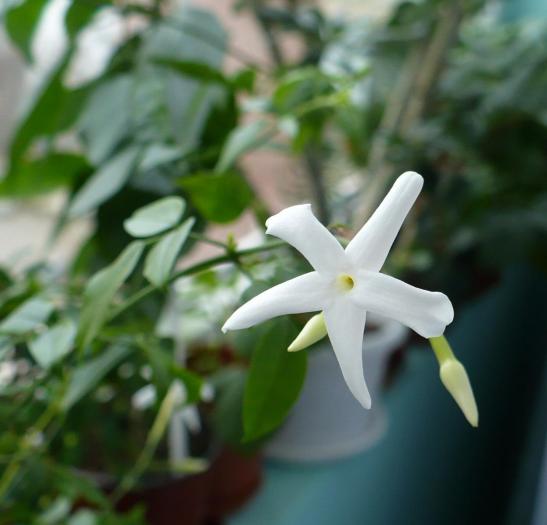 floare de Jasmin - Alte plante