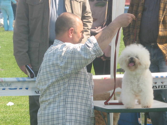 IMG_4822 - bichon frise