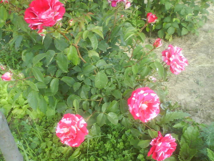 DSC00259 - trandafiri de gradina-butasi de vanzare