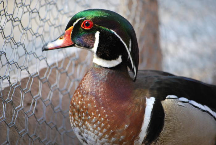 DSC_0437 - PASARI DE ORNAMENT