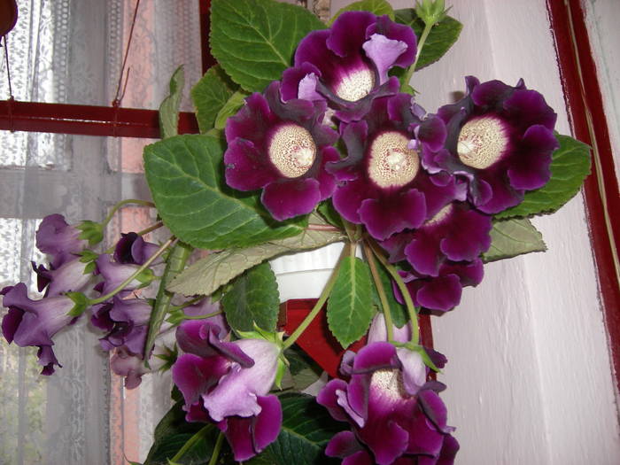 Gloxinia mov