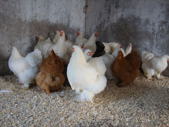 DSC00670 - AnimalesiPasari