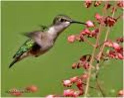 43 - pasari colibri