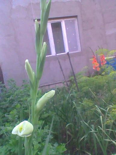 gladiola alba