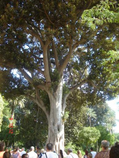 33 Sevilla - Sevilla