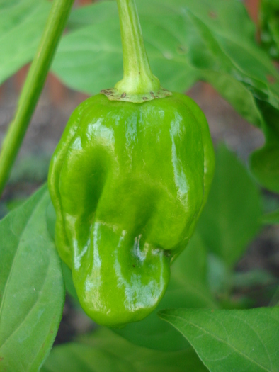 Habanero Pepper (2009, October 07)