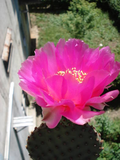 DSC06662 - Cactusi