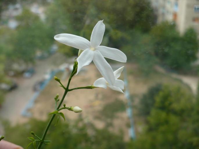 P1030892 - Alte plante