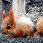 pet-chinchilla - animalutze dragutze