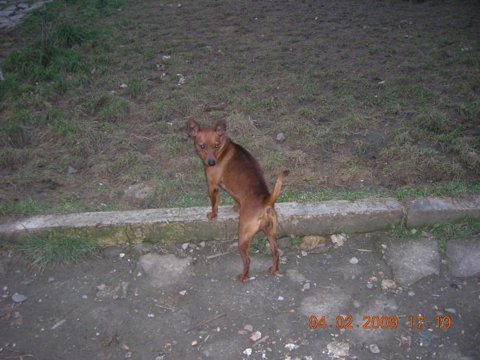 pinscher pitic