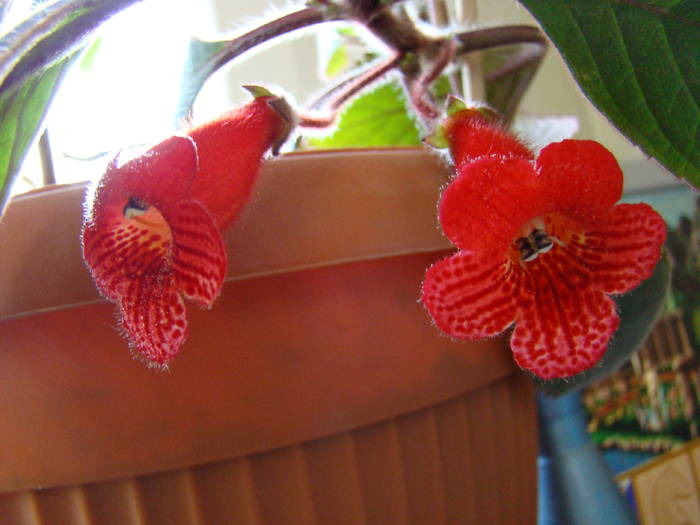 DSC07547 - Kohleria Eriantha 2009