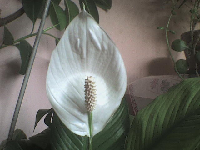 spathiphyllum - Plante de interior