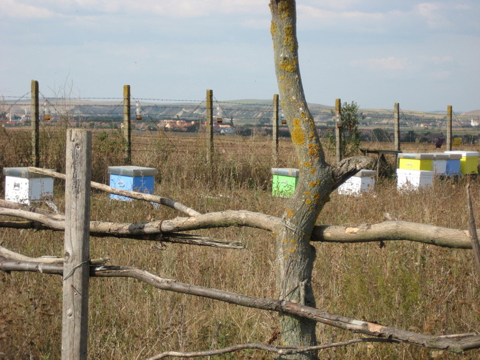 IMG_0066 - Stupina personala in 2009