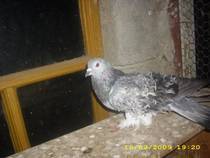 frezati - X-TODAS LAS RASAS DE PALOMAS EN EL MUNDO