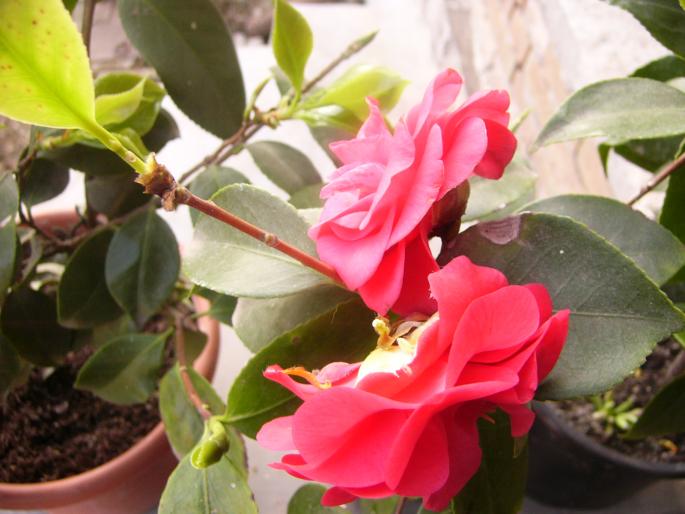 camelia japonica - Camelia japonica