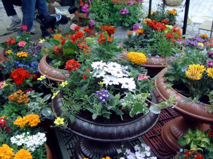 DSC00058 - Expozitie flori Timisoara  luna Mai 2008