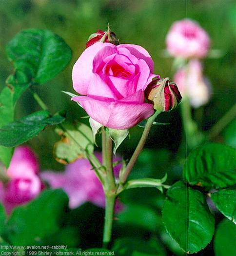 rose047 - Trandafiri