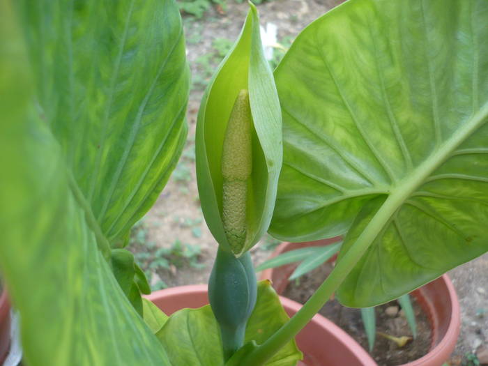 27.07.2009 087 - Flori