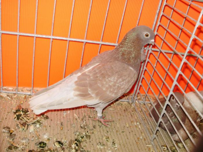 01384b fig 1 - 1505 partea 6