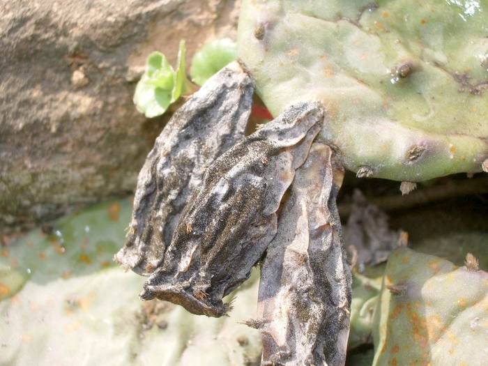 Opuntia fructe uscate - Fructe de cactusi si suculente