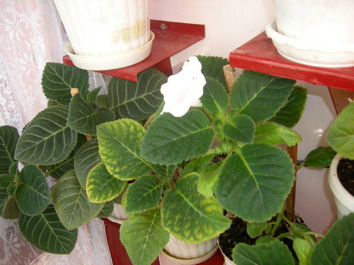 Gloxinie alba - Flori - 2009