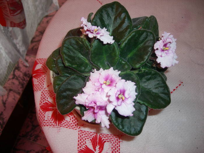 Violete de Parma