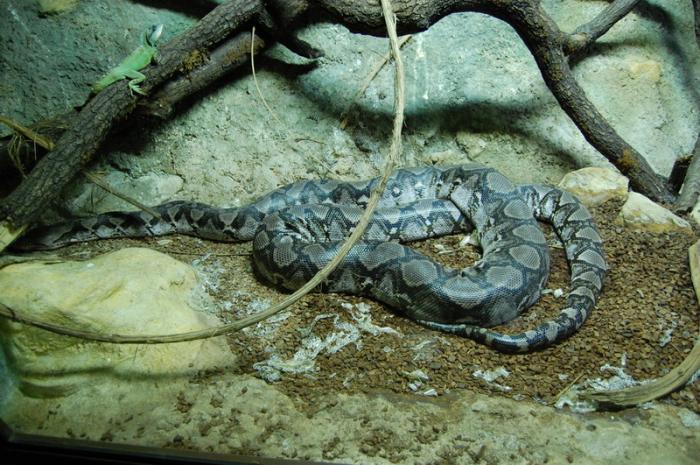 DSC_0119 - zoo amneville