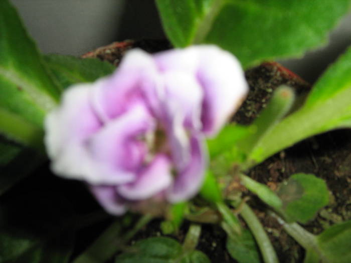 gloxinie - floricele