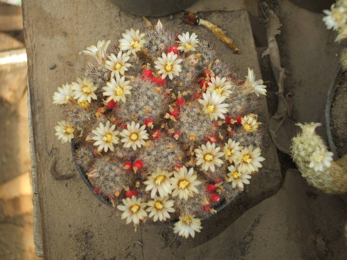 Mammiliaria prolifera v. texana