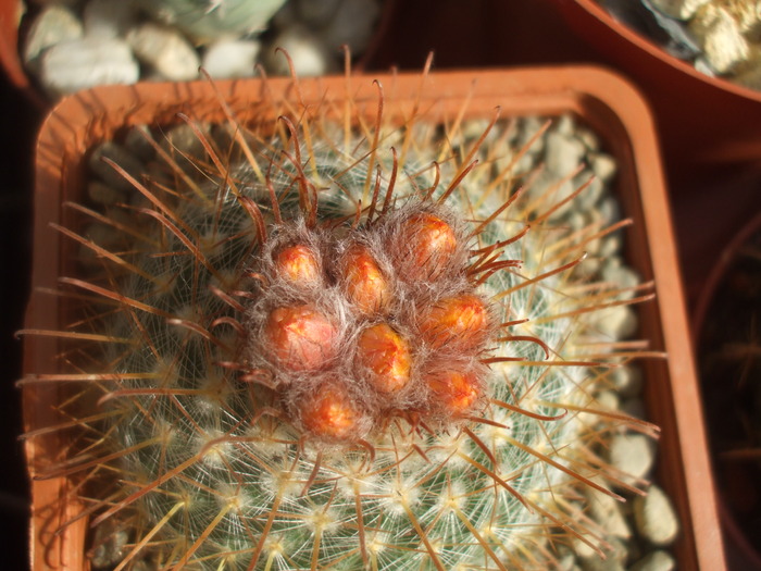 Parodia aureispina boboci