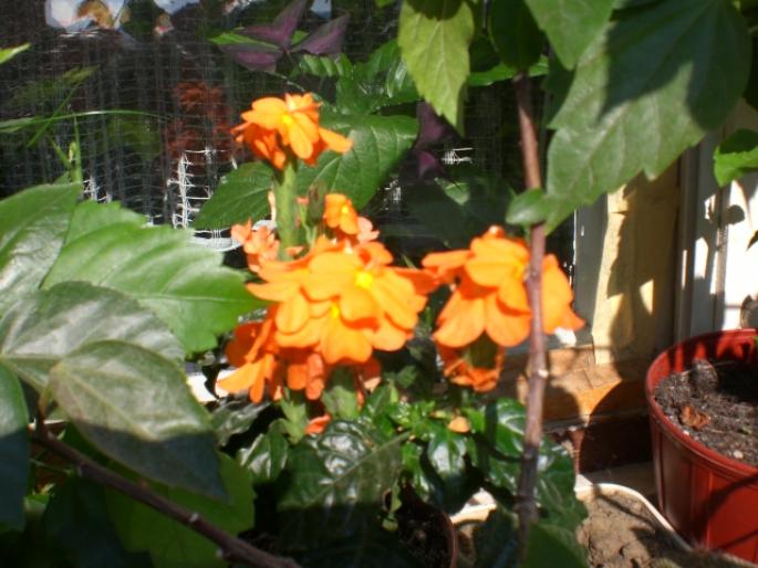aug 2008 050