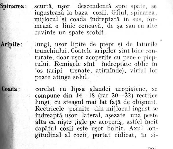 5 - standard roller de Debretin