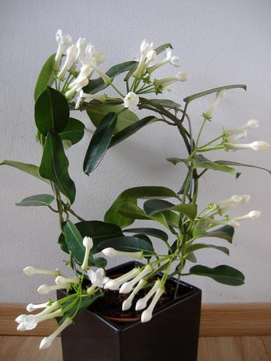 stephanotis floribunda; fam. apocynaceae
