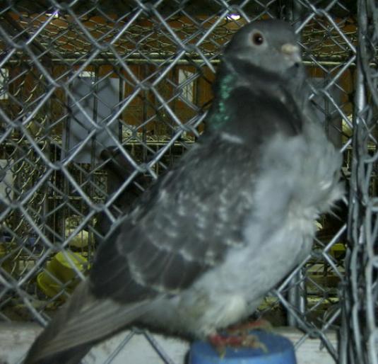 pescarus chinez 1 - 1501 Expo Timisoara 2006