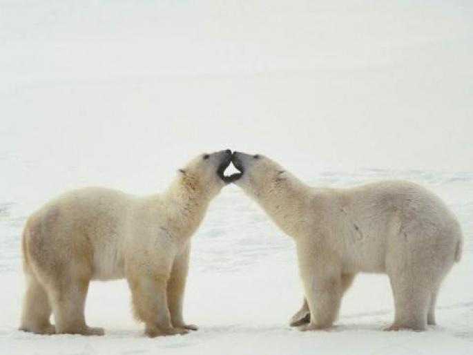 Imagini Animale Ursi Polari_ Imagini cu Animale_ Imagini Ursi - animale