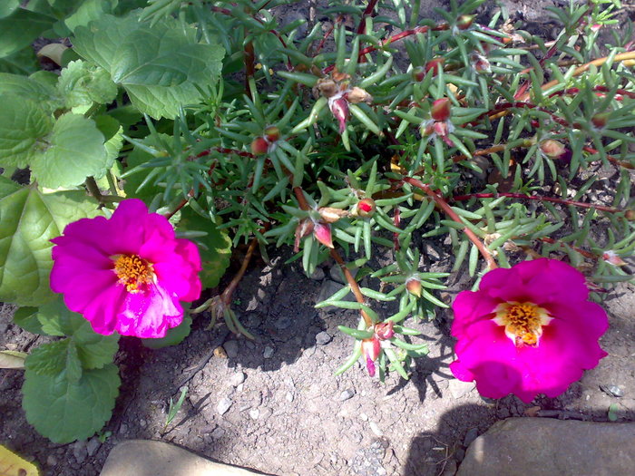 flori de piatra roz - Florile din gradina mea - 2009