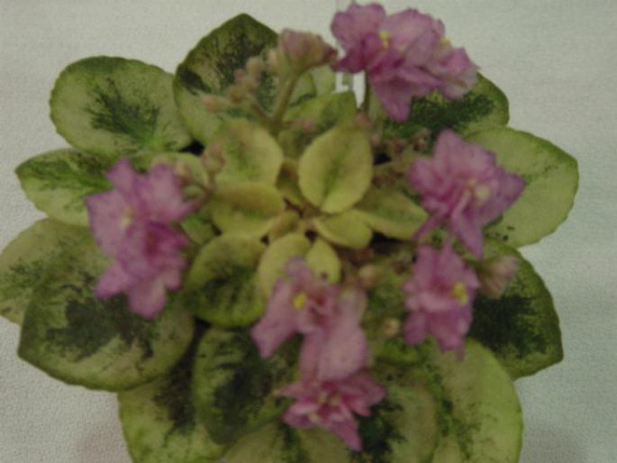 Robs_Red_Mist_2005avsa - violete de pe net 1