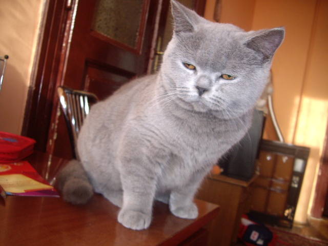British - animalele familiei