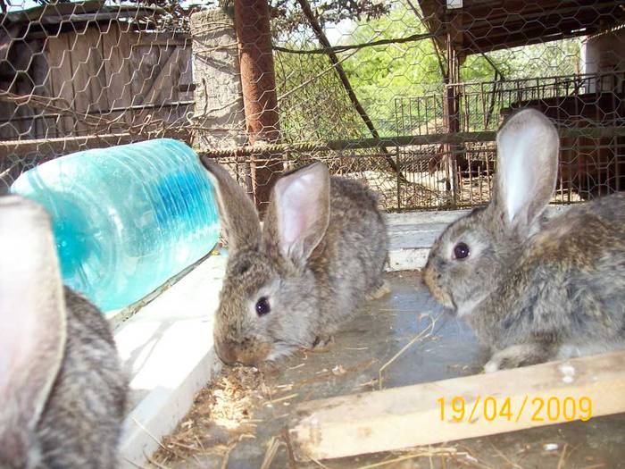 Picture 018 - poze iepuri aprilie 2009
