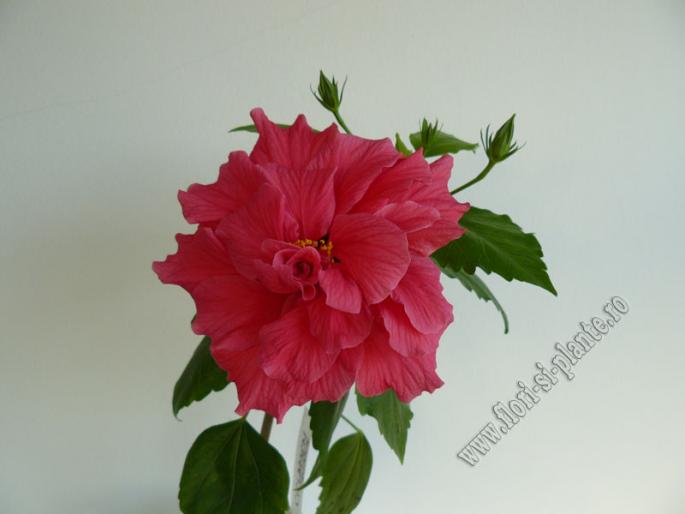 Hibiscus carmin 5