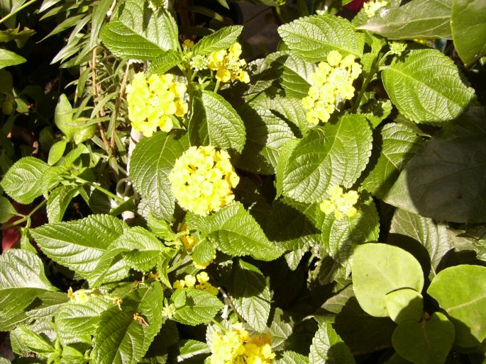 Lantana camara