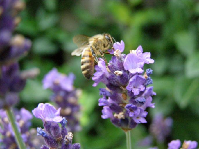 LickingBee