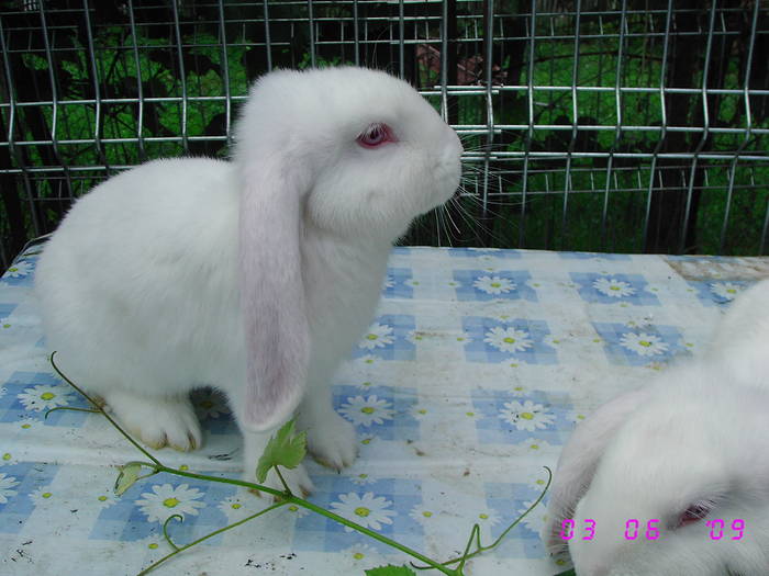 Picture 015 - viitoriii campionii 5