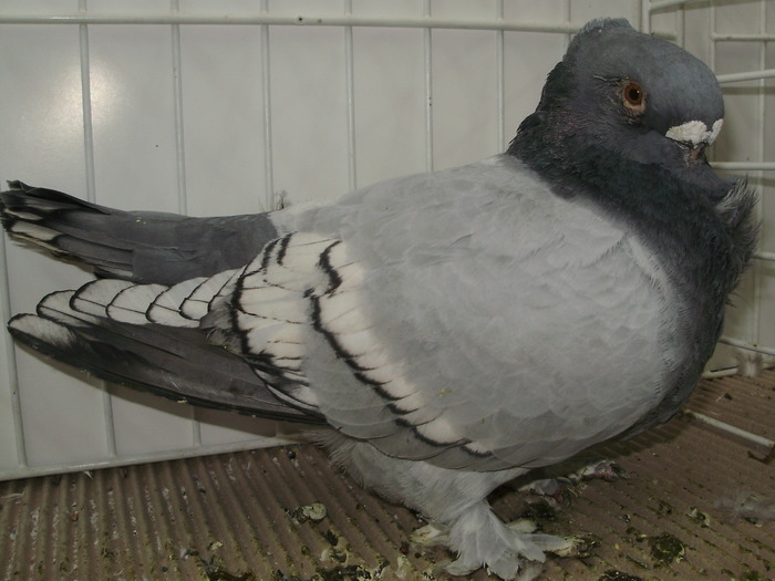  - EXPO NATIONALA LUGOJ DECEMBRIE 2009