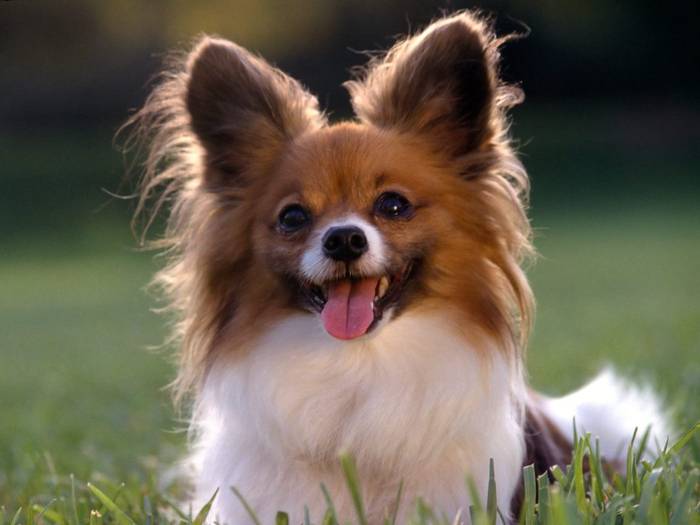 Papillon dog14