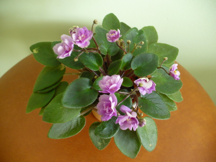 6 ian 2010 - Saintpaulia - violete de camera