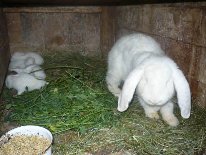 poze iepuri 2504 626 - femele cu pui din 1-10 iunie actuali
