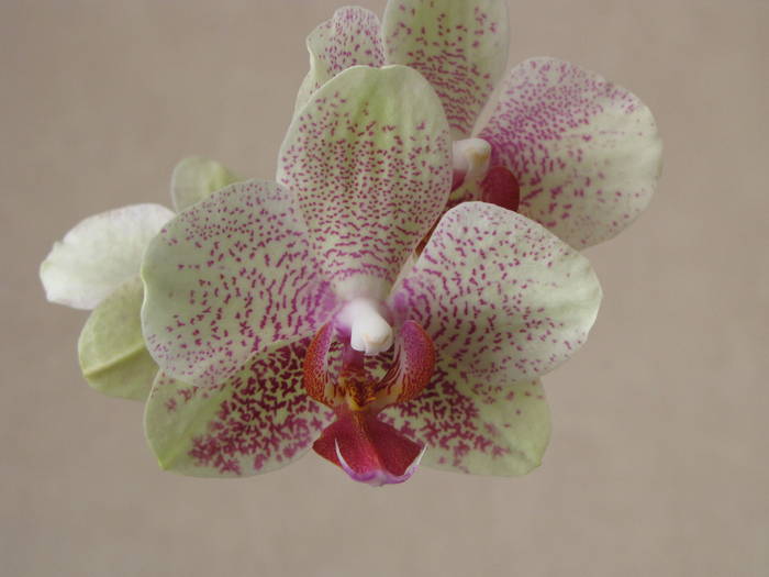 Orhidee Phalaenopsis 17 iul 2009 (6)