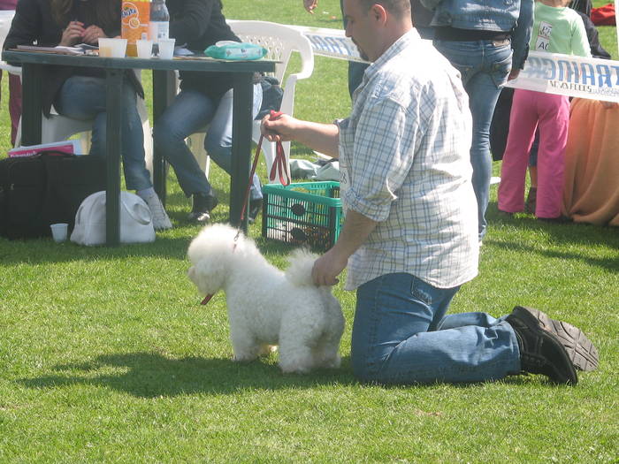 IMG_4779 - bichon frise